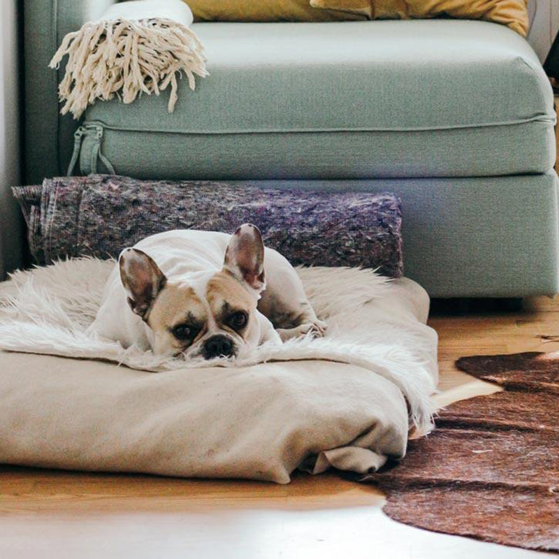 5 reasons your dog needs its own bed