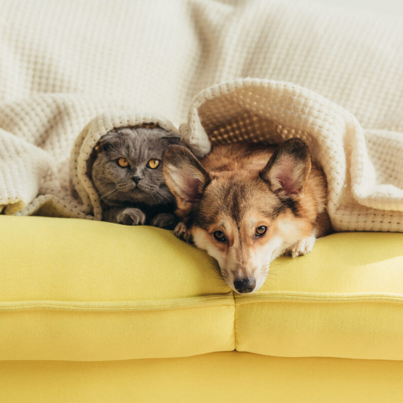 Dog and Cat Anxiety: Signs, What Helps, and When to Seek Extra Support