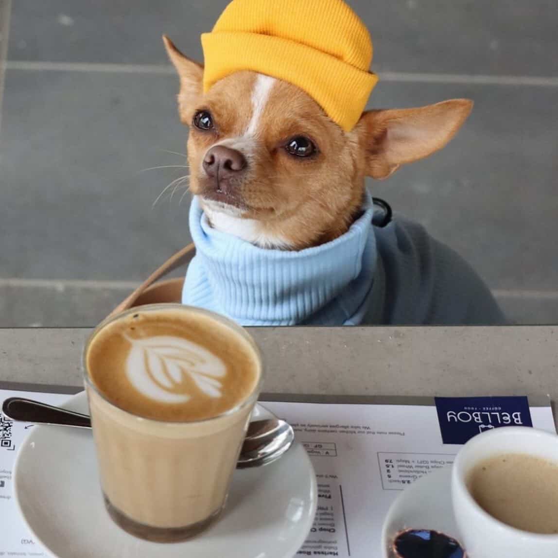 Best Pet-Friendly Cafes & Restaurants in Singapore: A Curated Region-by-Region Guide