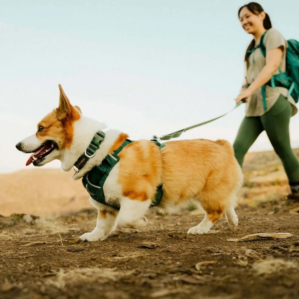 Buying Ruffwear in Singapore: Harnesses, leashes and sizing