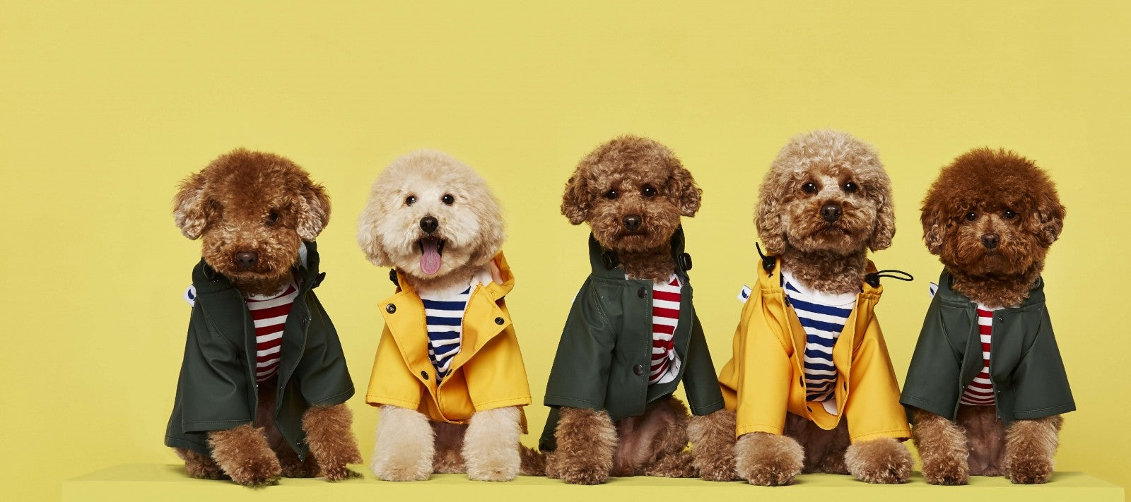 Discover artistic dog clothing, harnesses, and collars.