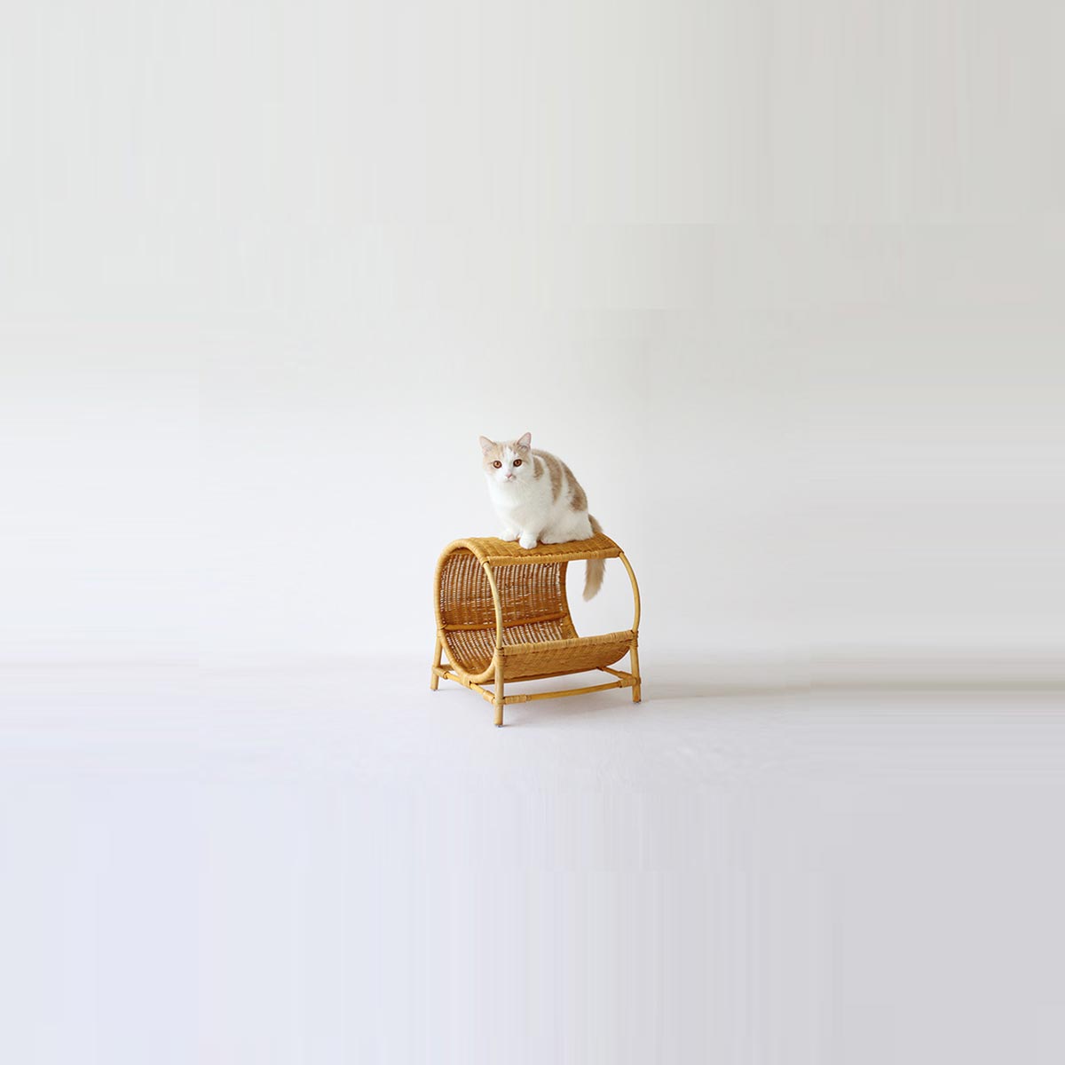 CatsCity