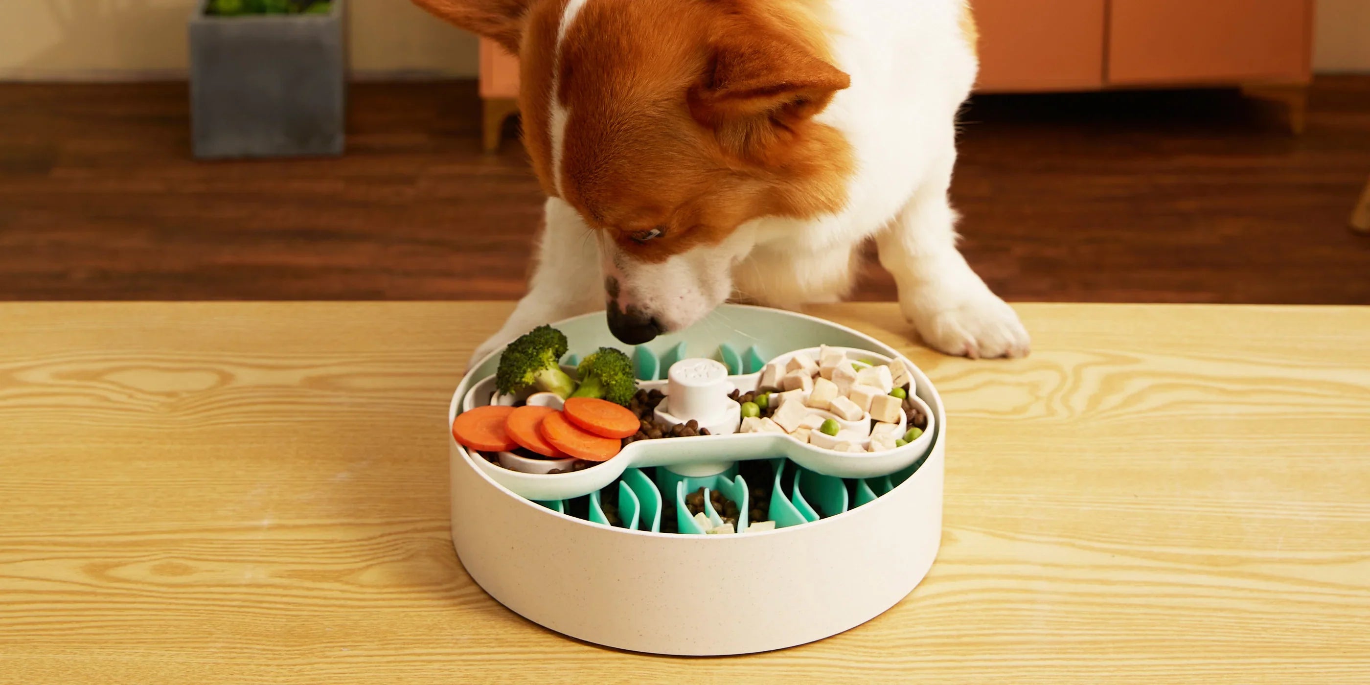Innovative slow feeders to prevent bloating and improve digestion for dogs and cats.