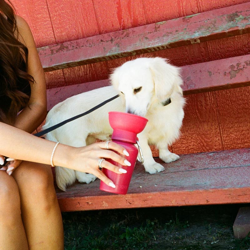 Limited Edition | Flip Dog Travel Water Bottle (20oz)