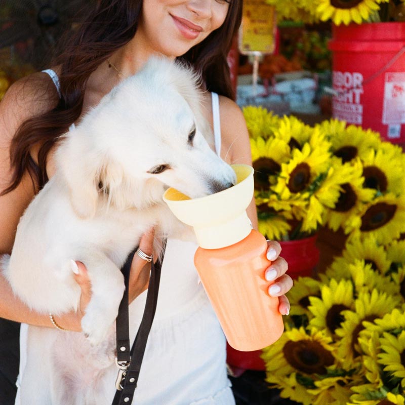 Limited Edition | Flip Dog Travel Water Bottle (20oz)