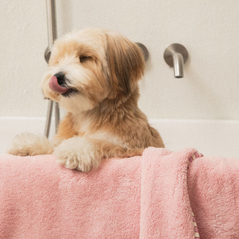 Bite Me x FINCA Dry Me Microfibre Pet Towel in Pink (2 Sizes)