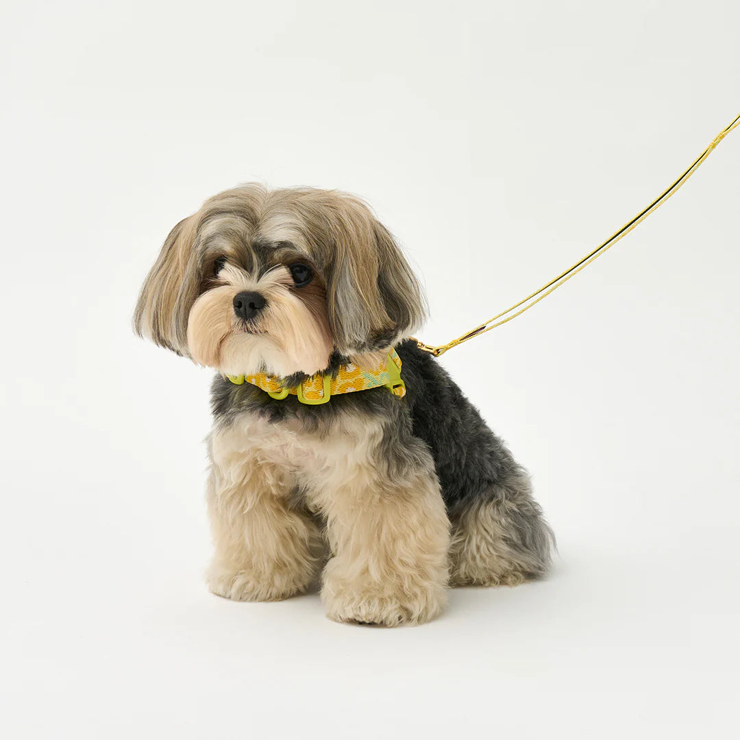 No-Pull Harness | Big Fish Yellow