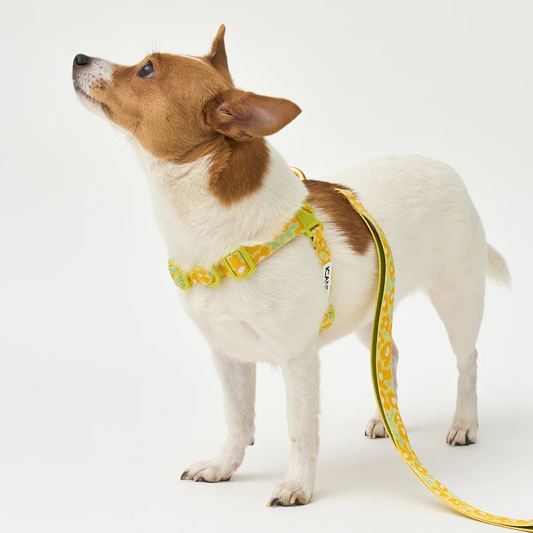 No-Pull Harness | Big Fish Yellow