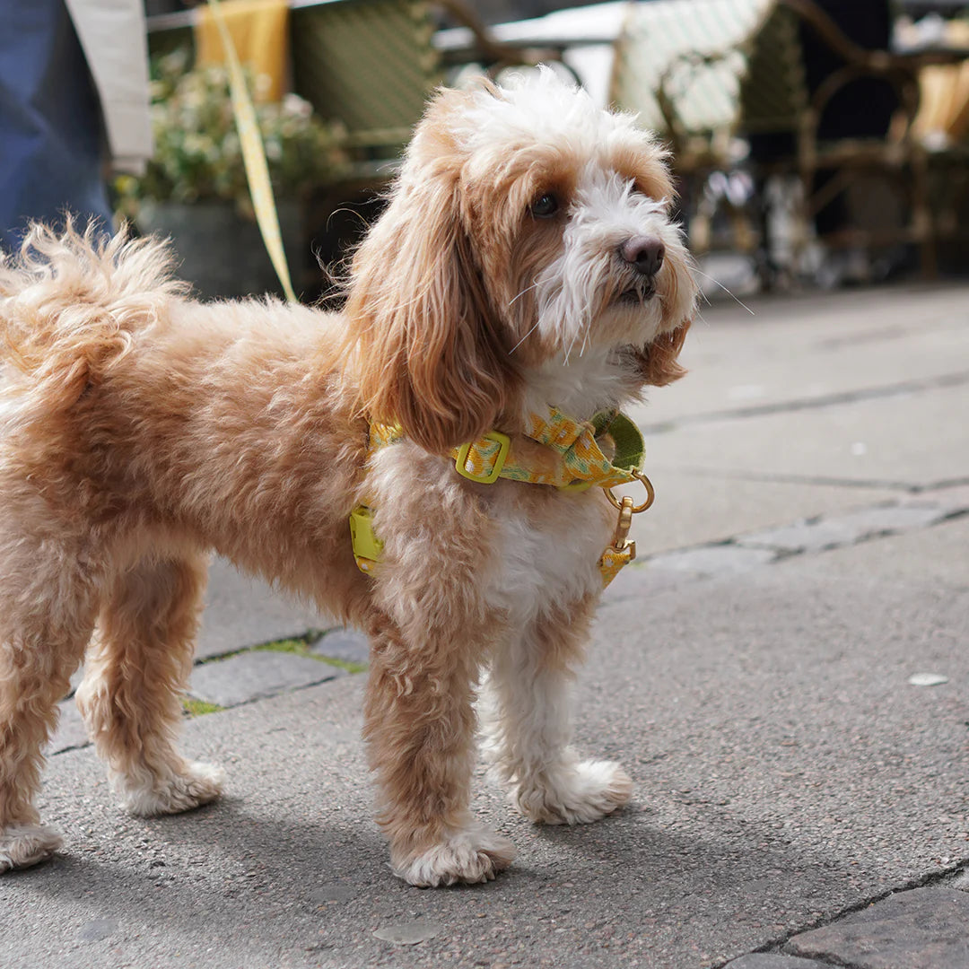 Gentle Multi-Functional Adjustable Bolt Leash – Regular & Hands-Free Walk | Big Fish Yellow