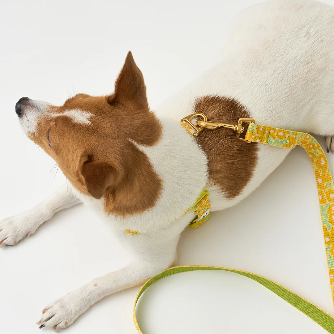 No-Pull Harness | Big Fish Yellow