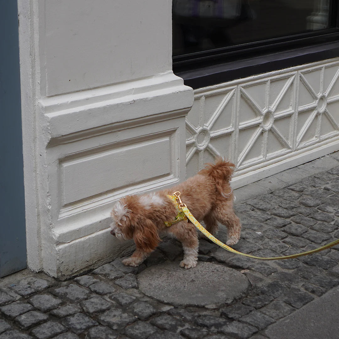Gentle Multi-Functional Adjustable Bolt Leash – Regular & Hands-Free Walk | Big Fish Yellow