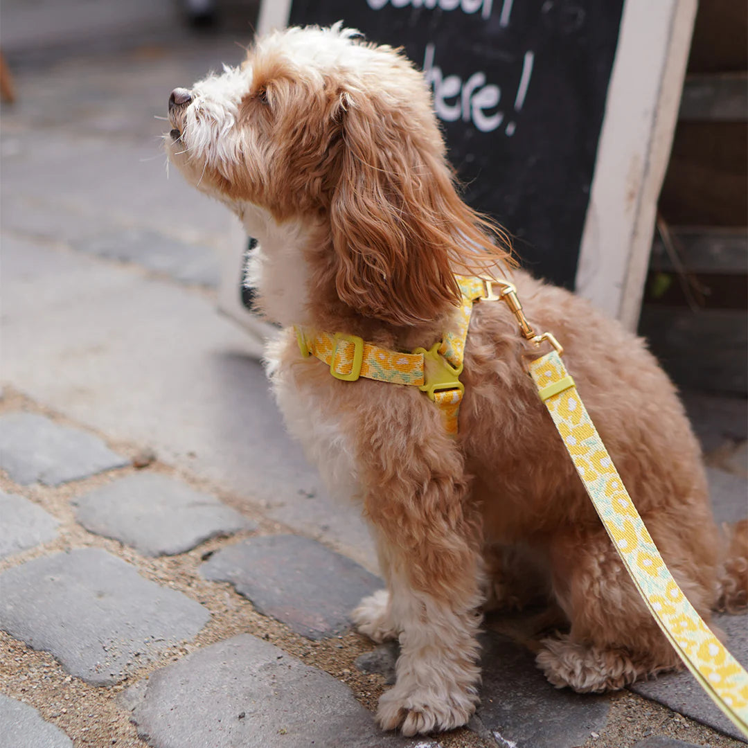 No-Pull Harness | Big Fish Yellow