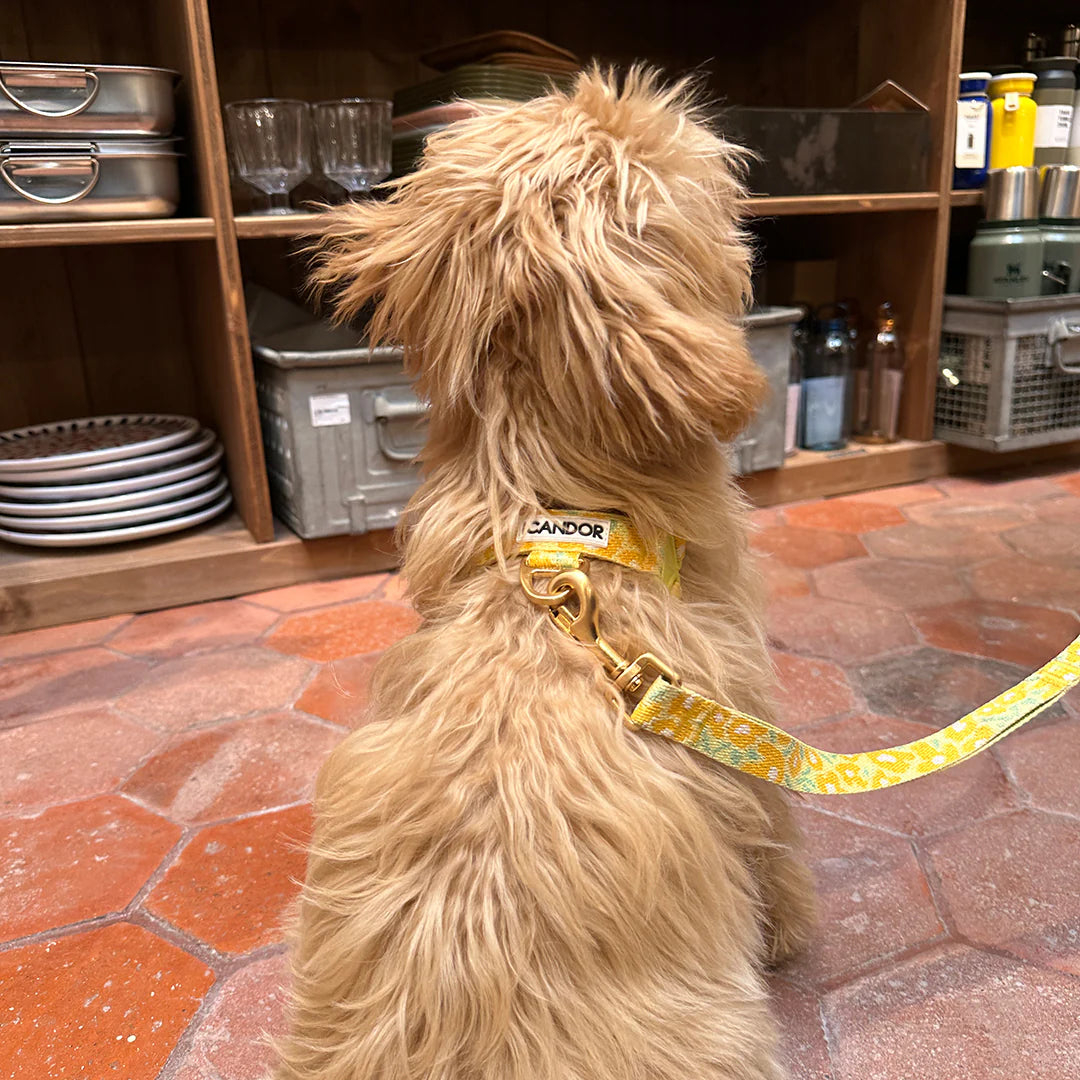 No-Pull Harness | Big Fish Yellow