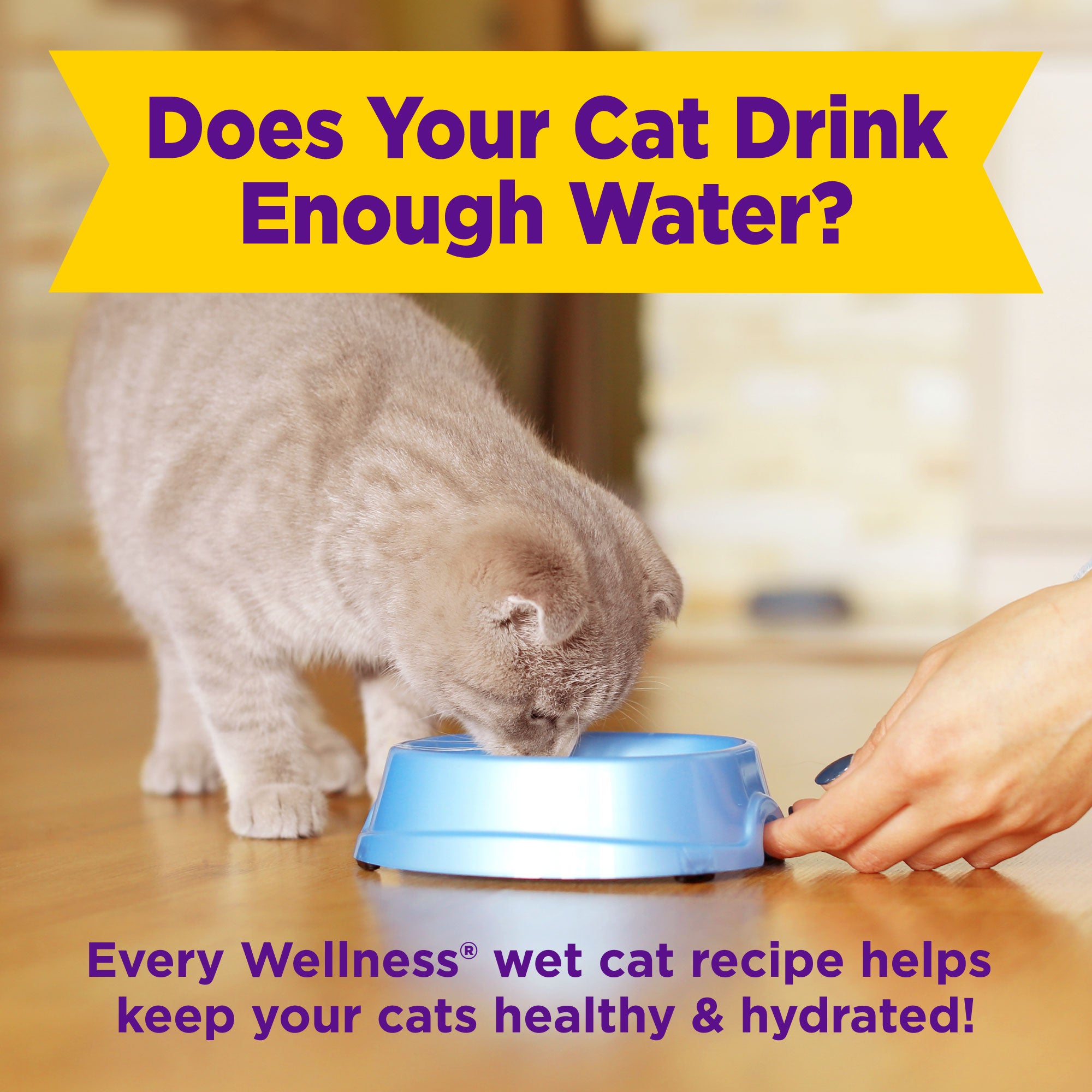 Appetizing Entrees Flaked Tuna, Mackerel & Shrimp Recipe Wet Cat Food (1.4 oz)