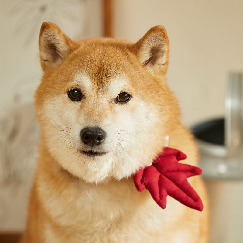 Hikoinu Maple Leaf Pet Collar Clip - CreatureLand