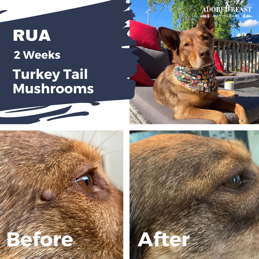 (MYCO-BIOME) Turkey Tail Mushrooms | Liquid Double Extract (125ml)