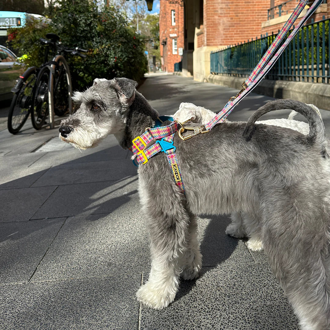 No-Pull Harness | Edinburgh Check