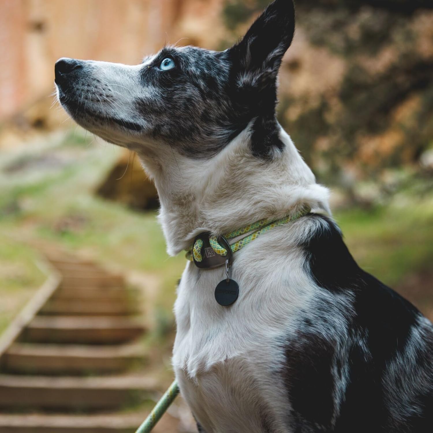 Knot-a-Collar™ Reflective Rope Dog Collar (4 Colours)