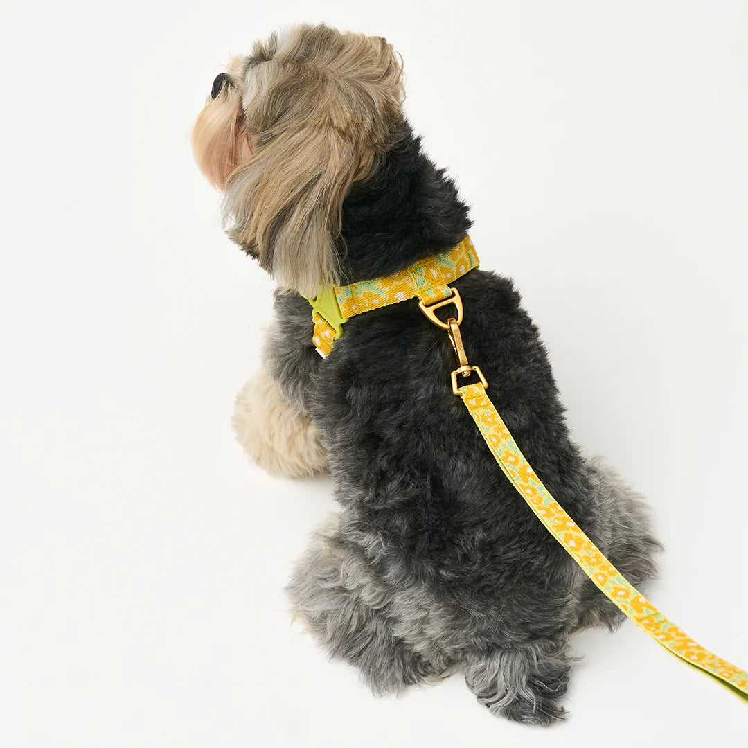 No-Pull Harness | Big Fish Yellow