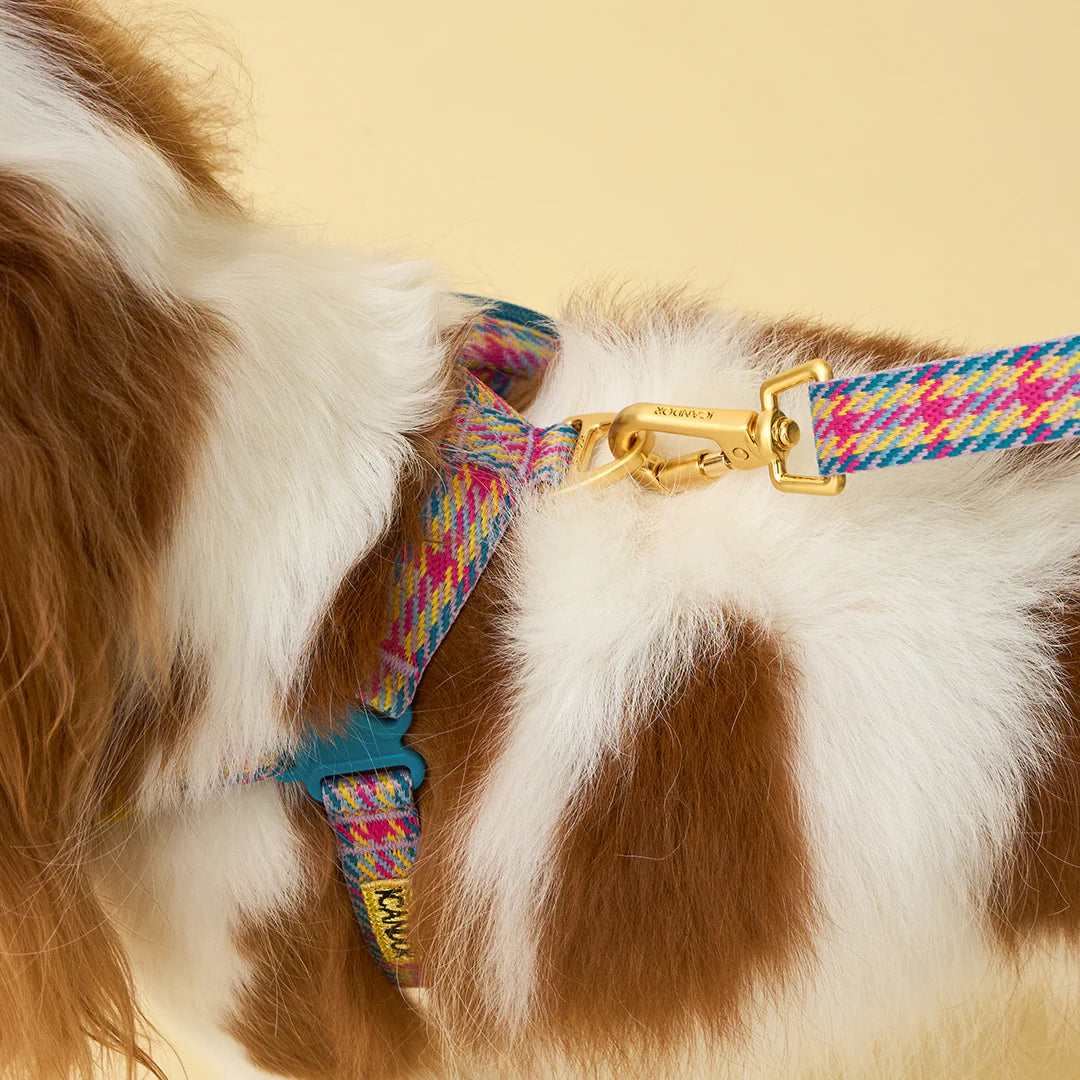 No-Pull Harness | Edinburgh Check