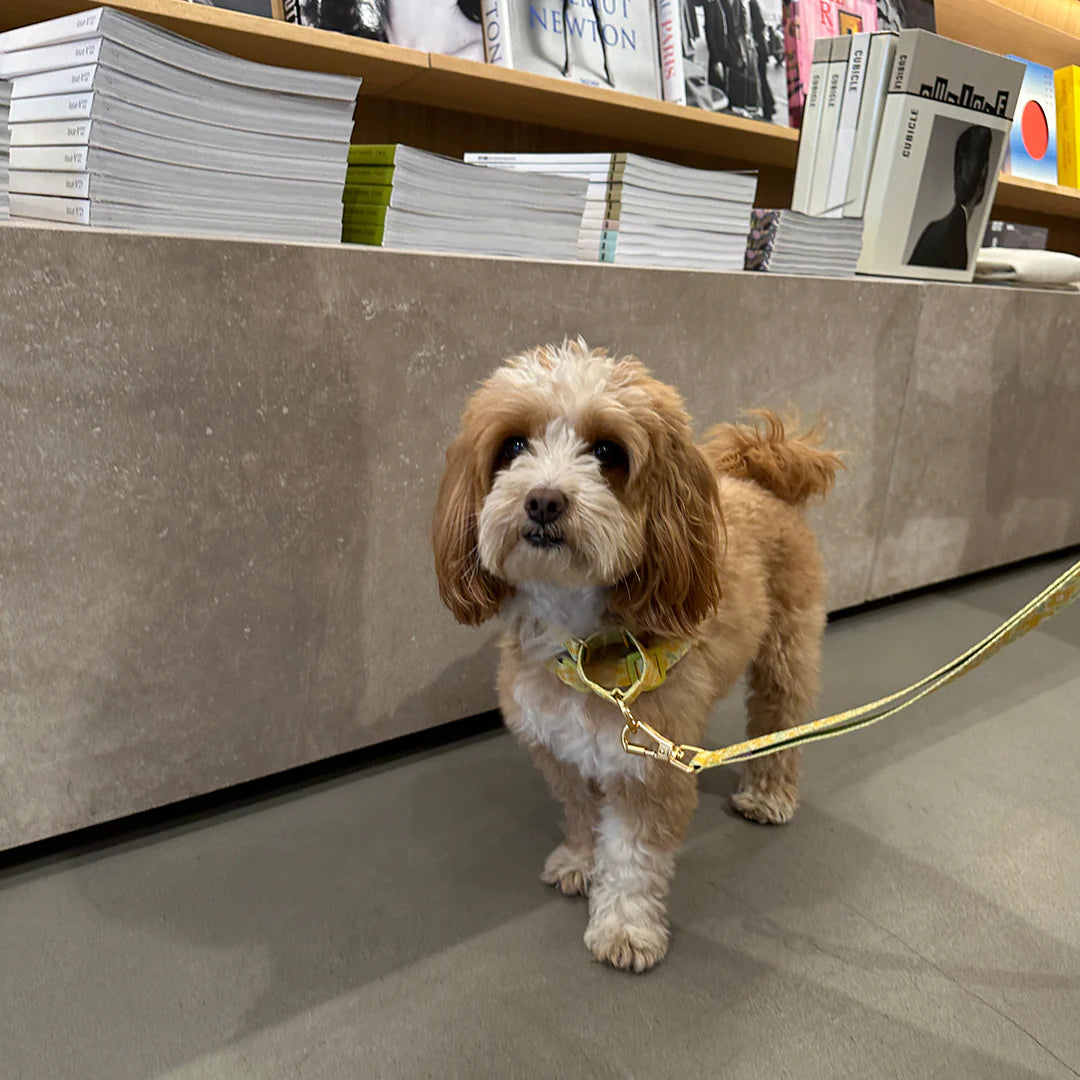 Gentle Multi-Functional Adjustable Bolt Leash – Regular & Hands-Free Walk | Big Fish Yellow