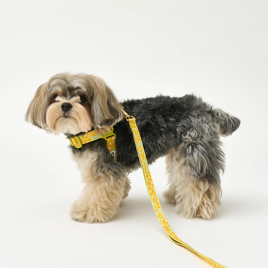 No-Pull Harness | Big Fish Yellow