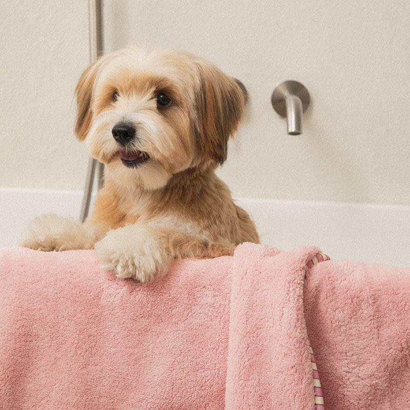 Bite Me x FINCA Dry Me Microfibre Pet Towel in Pink (2 Sizes)
