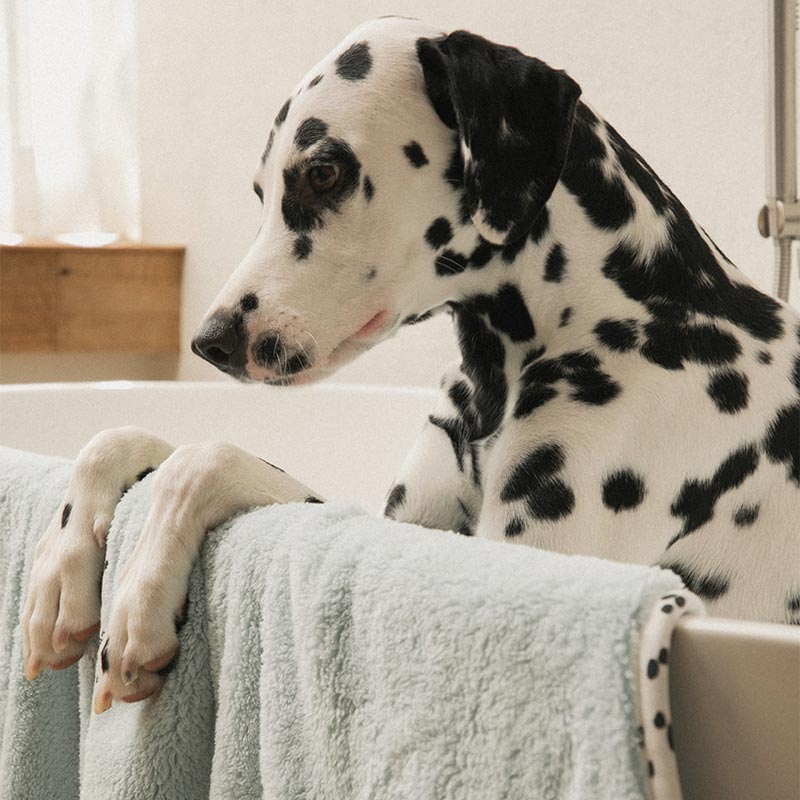 Bite Me x FINCA Dry Me Microfibre Pet Towel in Blue (2 Sizes)