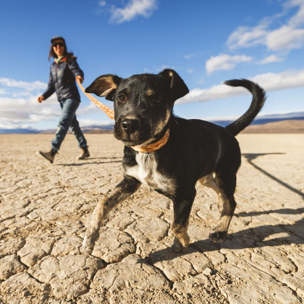 A black and white dog running on a cracked dry earth landscape under a blue sky, with a person walking in the background on a leash.