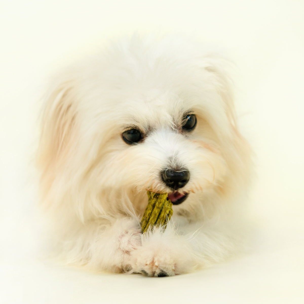 Notti Dog Plaque Control Dental Chews