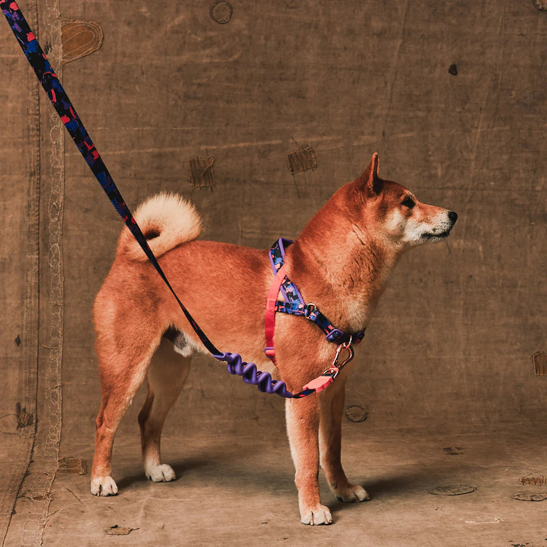Reebok x Zee.Dog Court Softer Walk Dog Harness