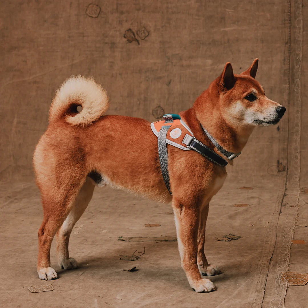 Reebok x Zee.Dog Suede Dog Fly Harness