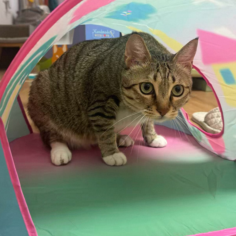 CUL - Peek-a-Boo Pop-Up Cat Tent - 14