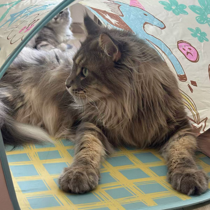 CUL - Peek-a-Boo Pop-Up Cat Tent - 13