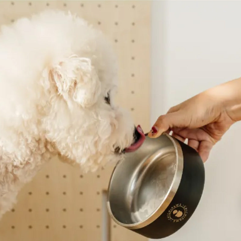 Sip & Snack Stainless Steel Pet Bowl (4 Colours)