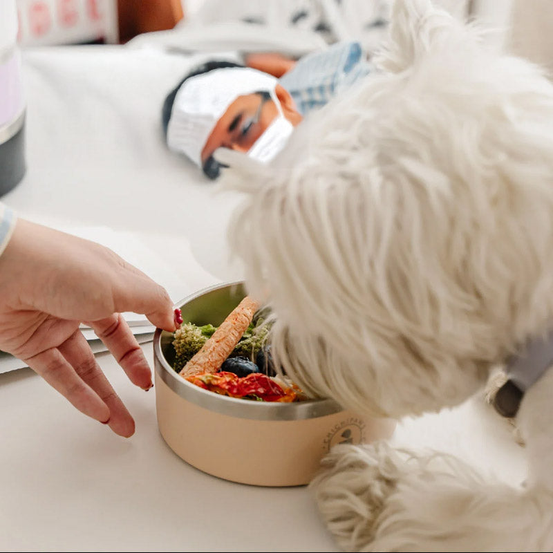 Sip & Snack Stainless Steel Pet Bowl (4 Colours)