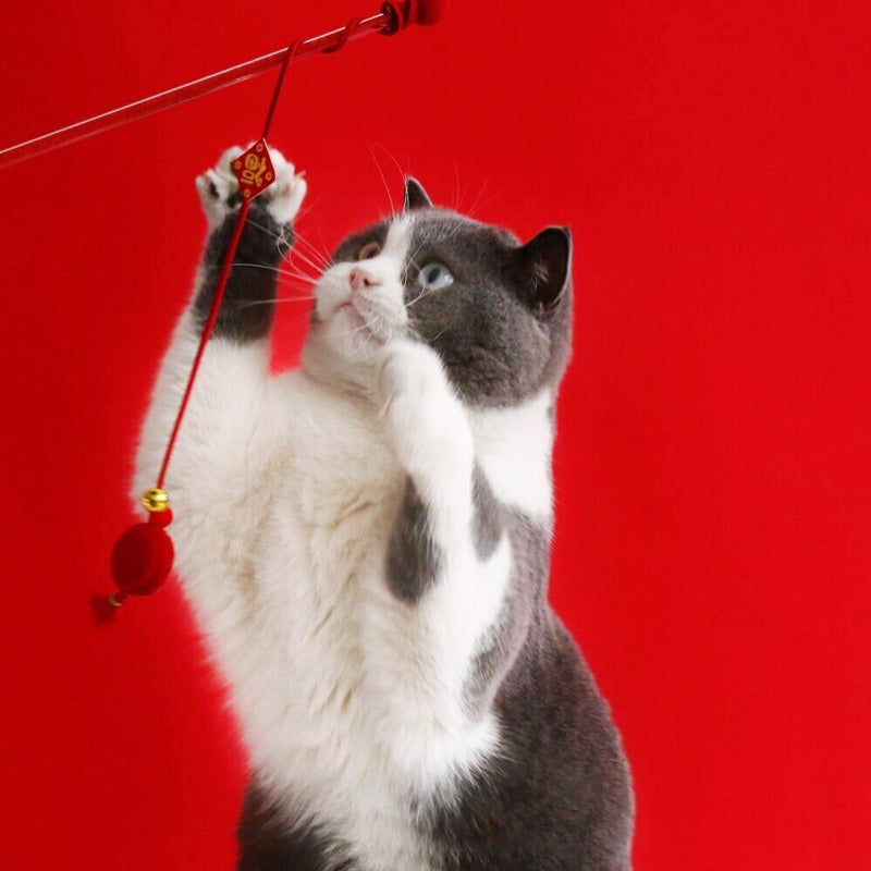 Prosperity Cat Teaser