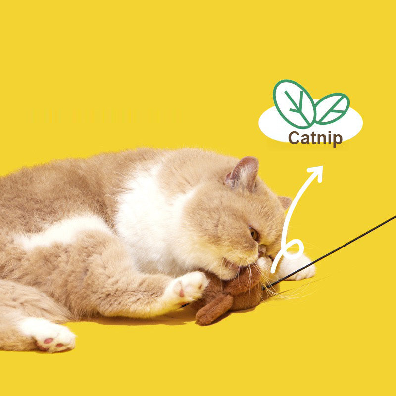 Roach Ruckus Cat Teaser