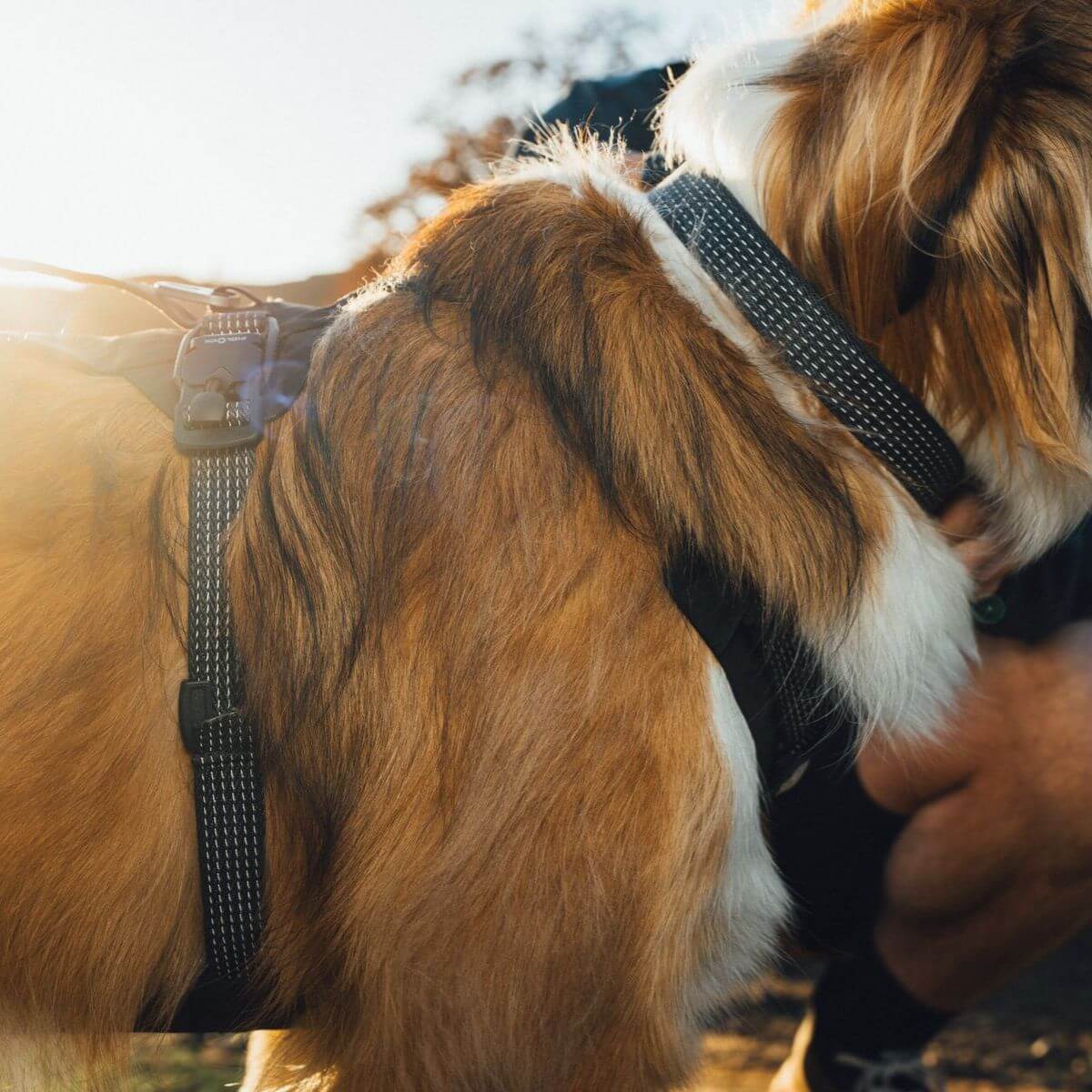 Ridgeline™ Reflective Harness with Magnetic Buckles | Obsidian Black