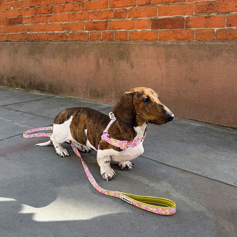 No-Pull Harness | Flora
