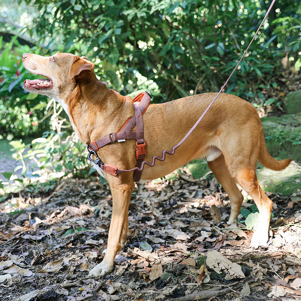 Cocoa Naturals Softer Walk Dog Harness