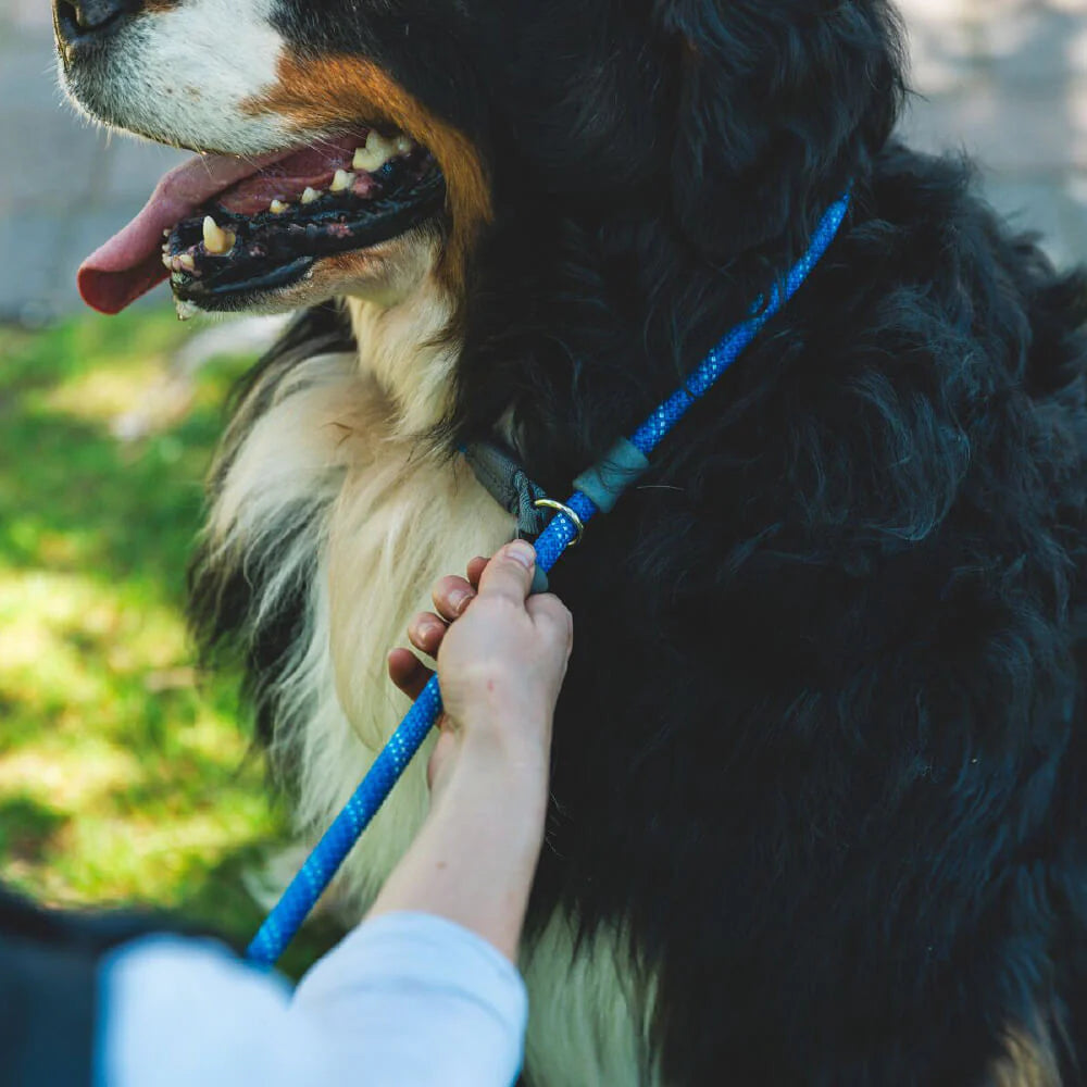 Just-a-Cinch™ Reflective Rope Slip Dog Leash (4 Colours)