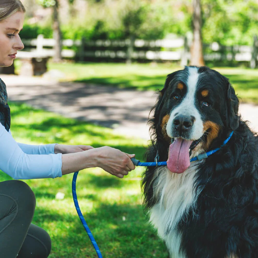 Just-a-Cinch™ Reflective Rope Slip Dog Leash (4 Colours)