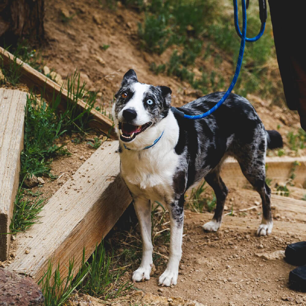 Knot-a-Leash™ Reflective Rope Dog Leash with Locking Carabiner (4 Colours)