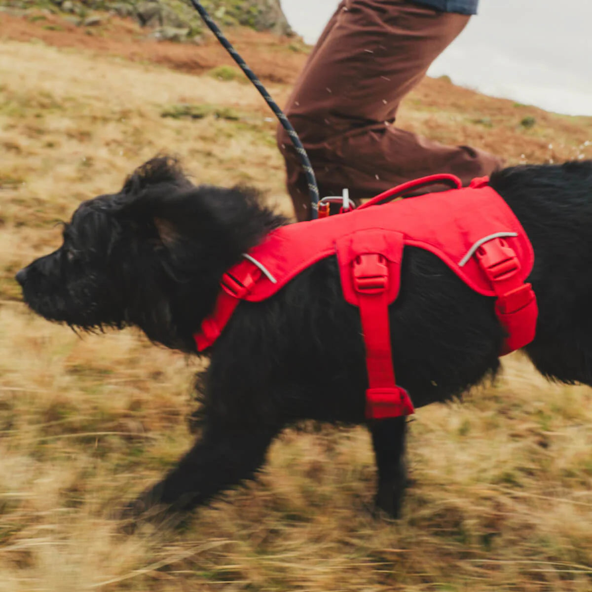 Web Master™ Dog Harness with Handle (4 Colours)