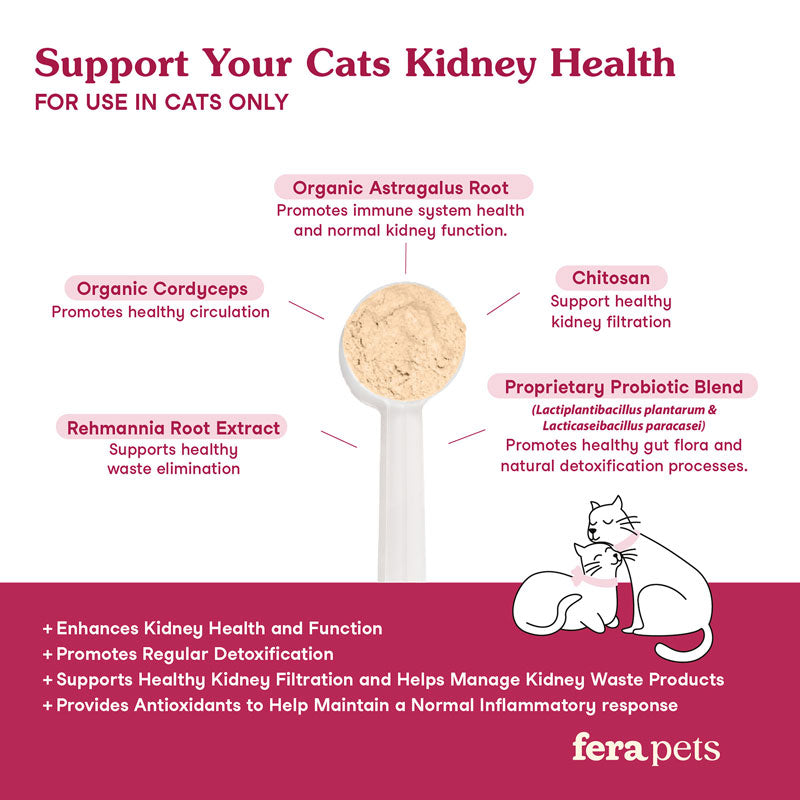 Kidney Support for Cats