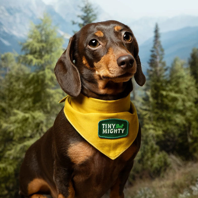 Tiny But Mighty Iron-on Patch