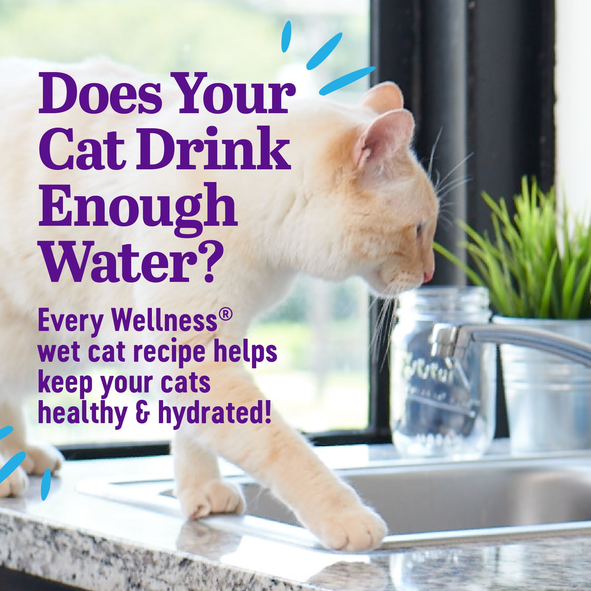 Appetizing Entrees Flaked Tuna Recipe Wet Cat Food (1.4 oz)