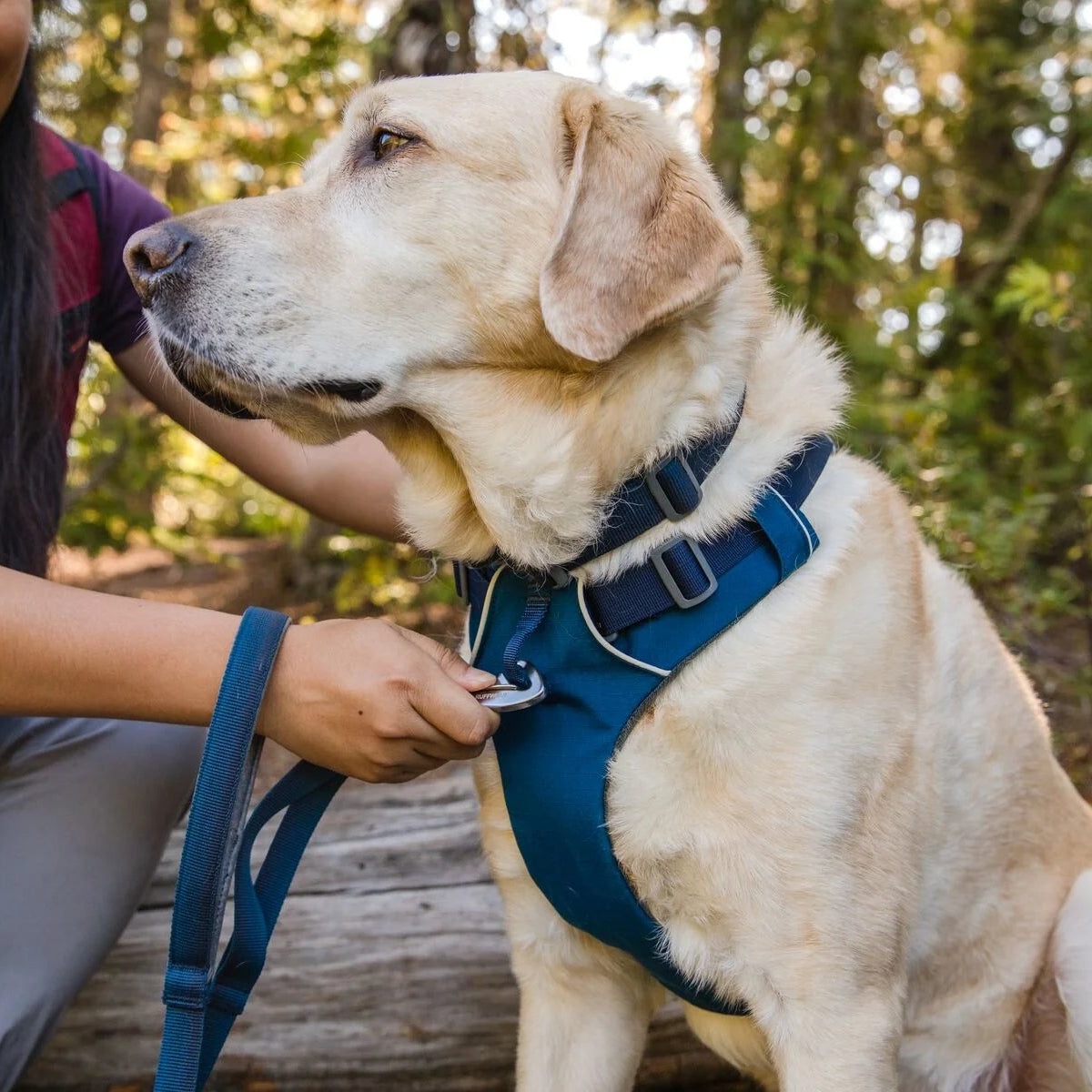 Front Range® No-Pull Padded Dog Harness (8 Colours)