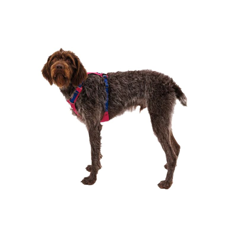 Hi & Light™ Lightweight Dog Harness (4 Colours)